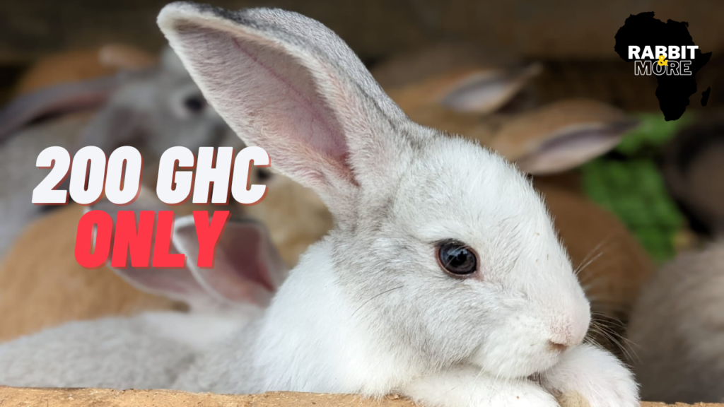 Start a Rabbit Farm Today for Only 200 Ghc