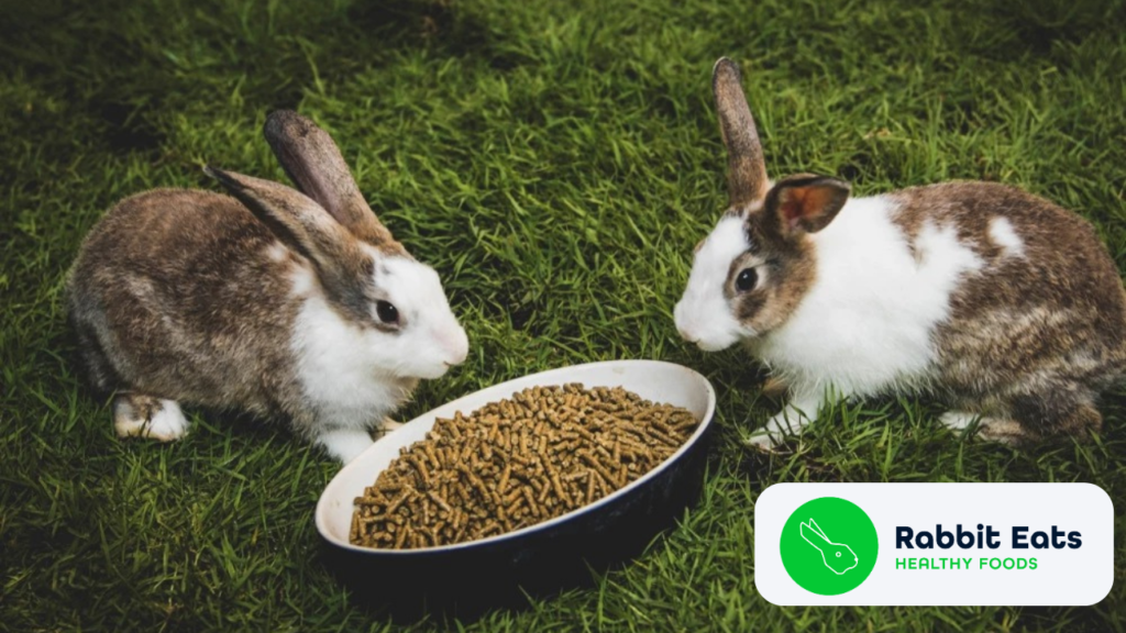 Rabbit Farming In Ghana: How To Get Started & Go About It